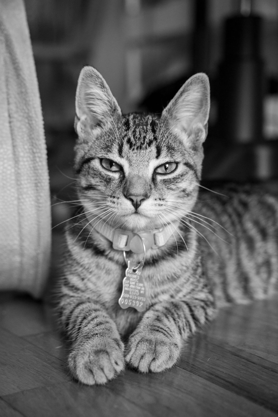 black and white photo of a cat